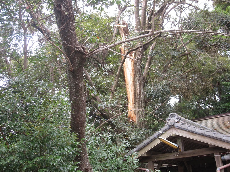 倒壊した椎の巨木