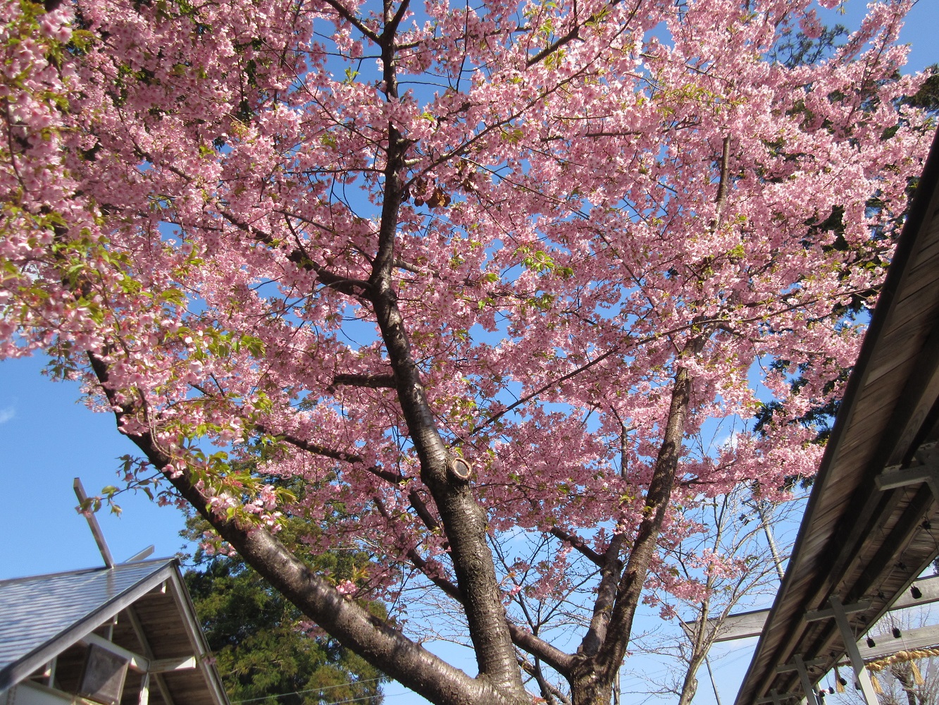 樹齢３０年程を迎える河津桜